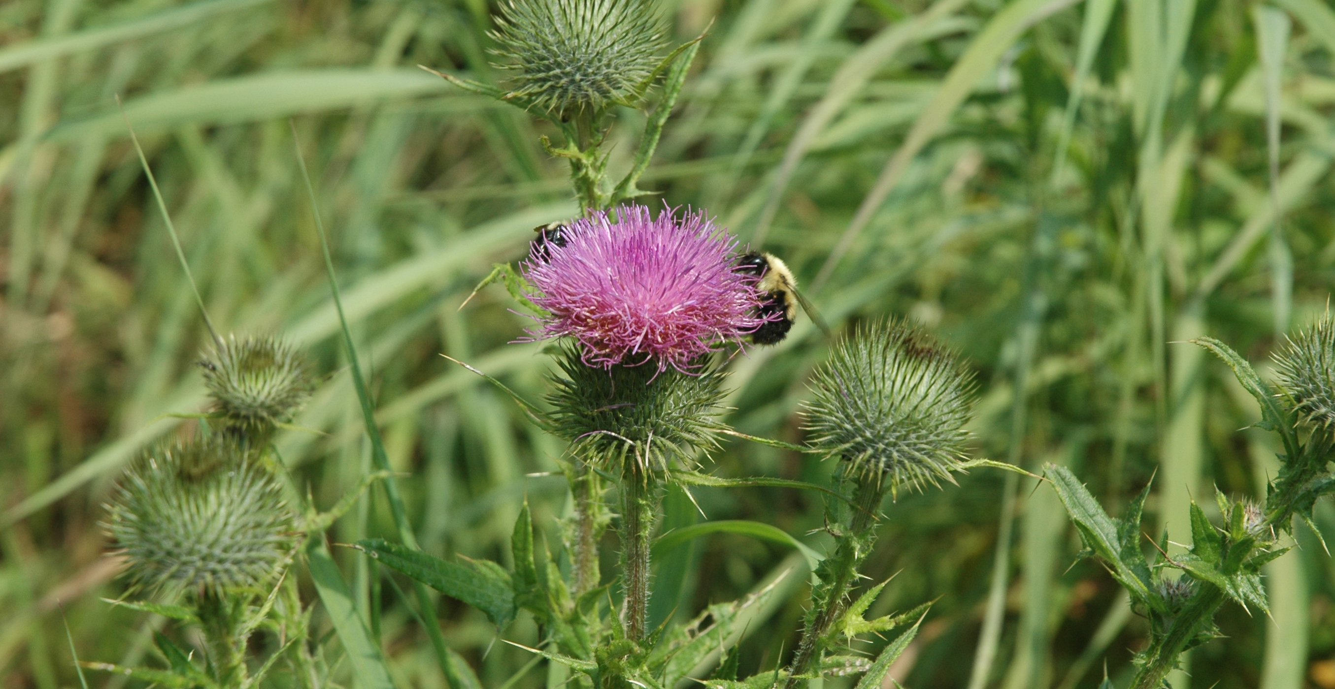 Bee on flower