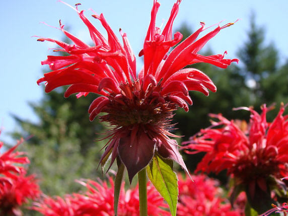 Bee balm flower